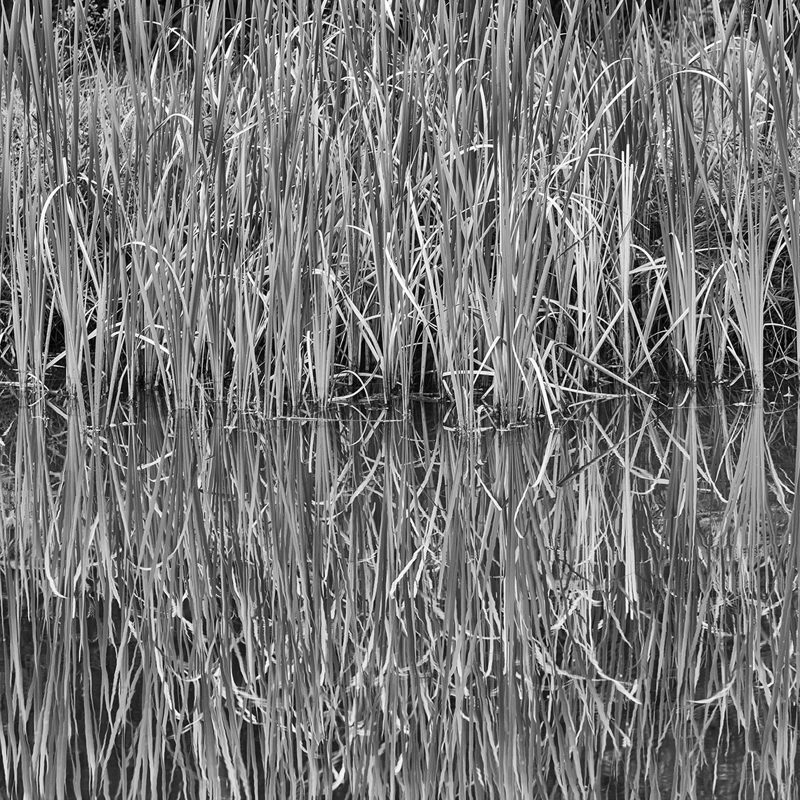 05 Reflecting Marsh