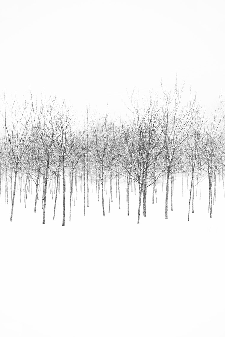28 Dancing Bare Trees